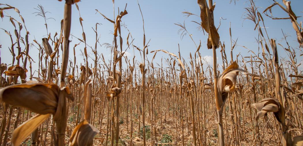 A failed crop of corn that died from lack of water, near Nacaome, southern Honduras.