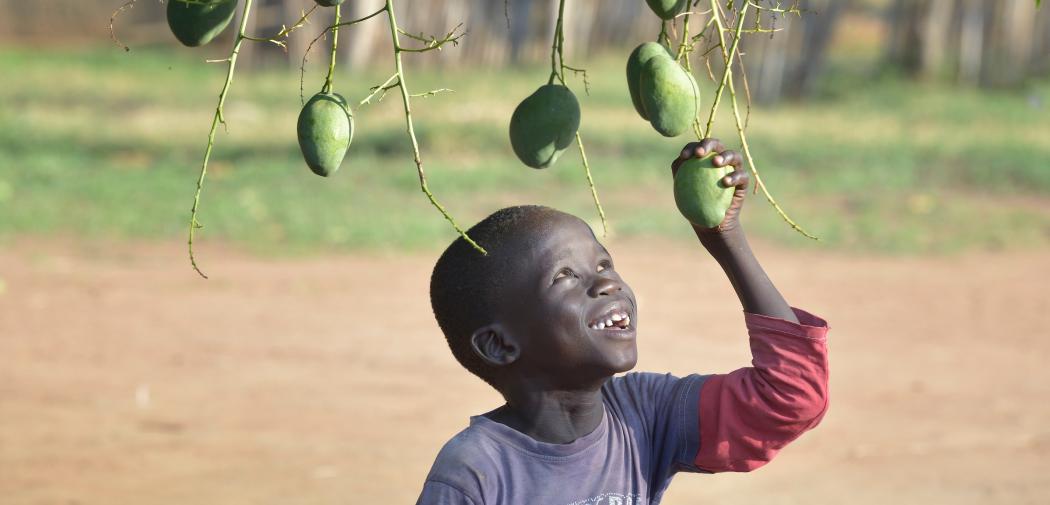Boy pulls a mango from a tree