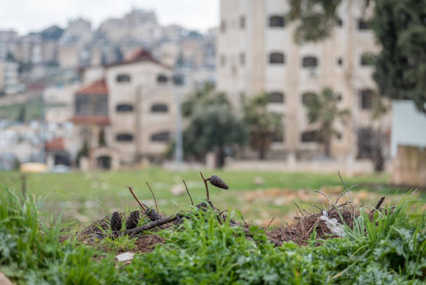 Patch of grass in the foreground with blurry beige coloured concrete buildings seen in the distance in the background. 