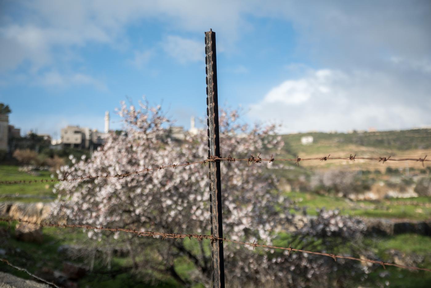 A fence beside the field with blooming bush