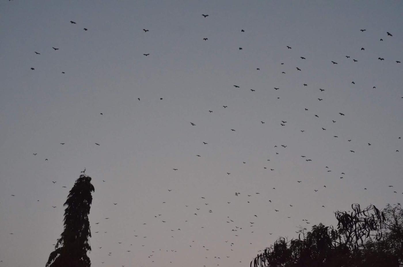 Birds in the sky in Kaduna