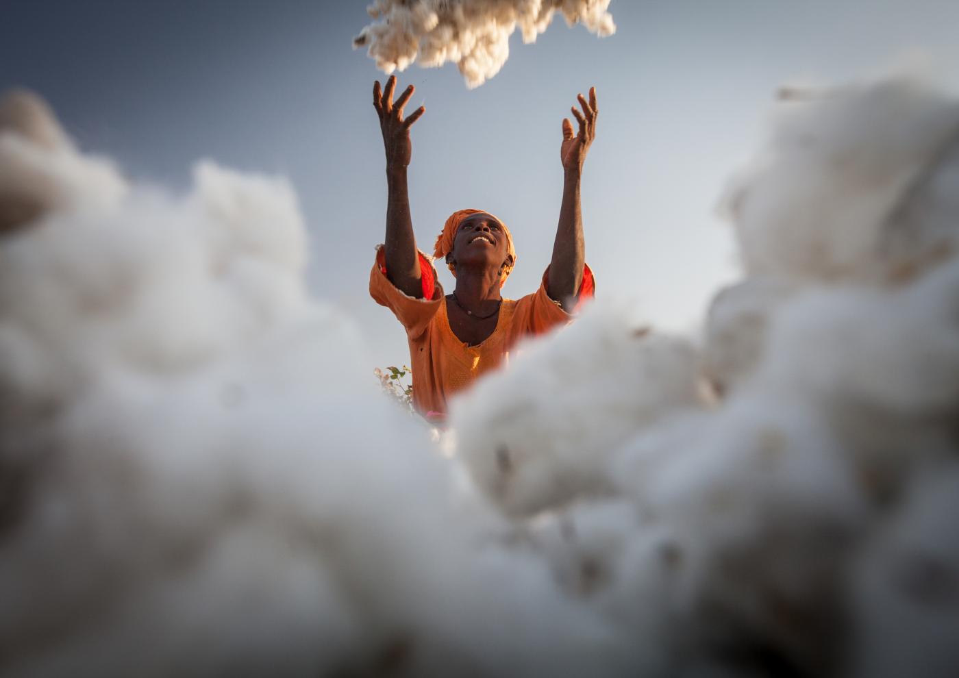 Woman throws freshly picked cotton onto a heap