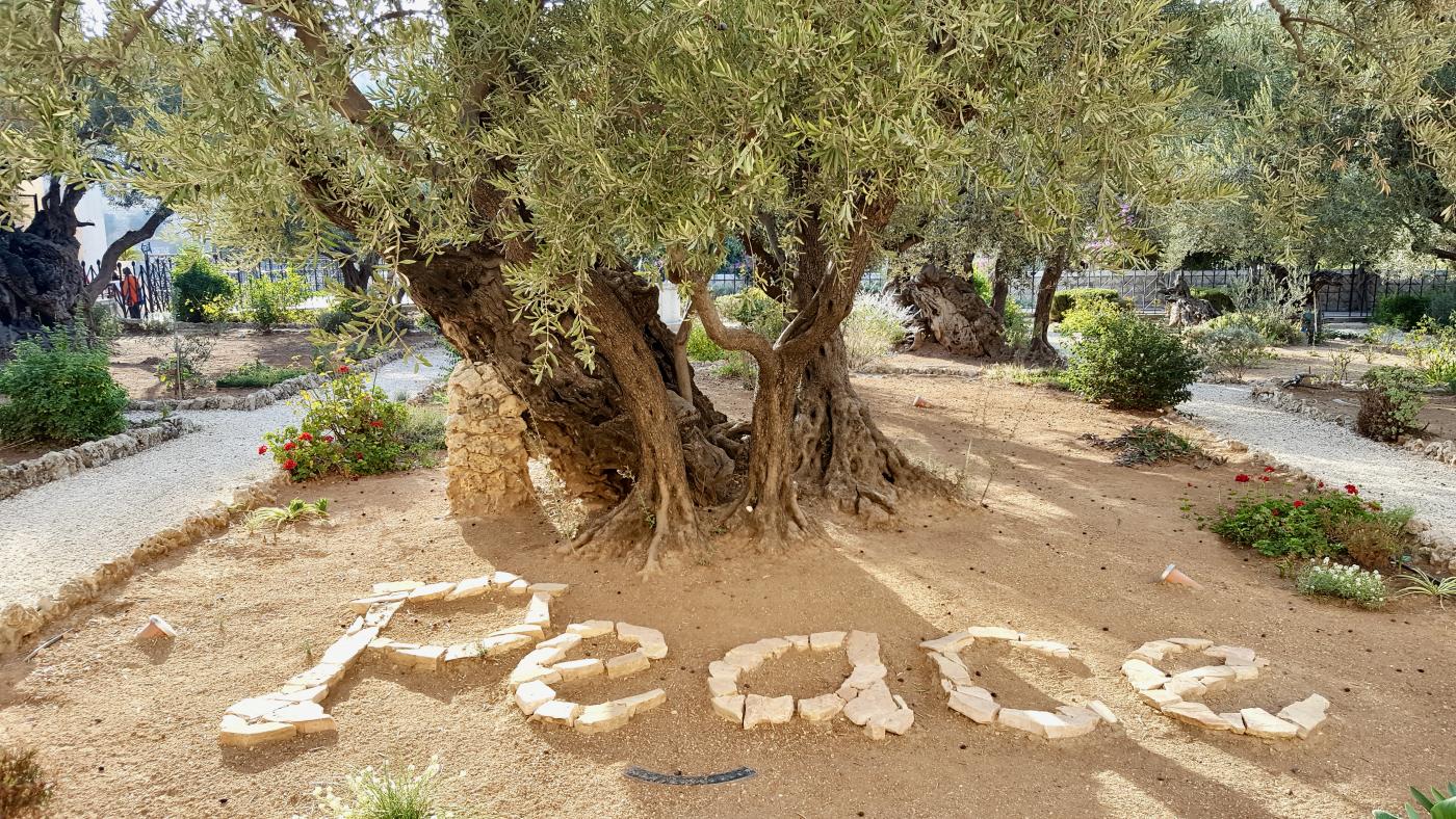 Olive tree in Jerusalem