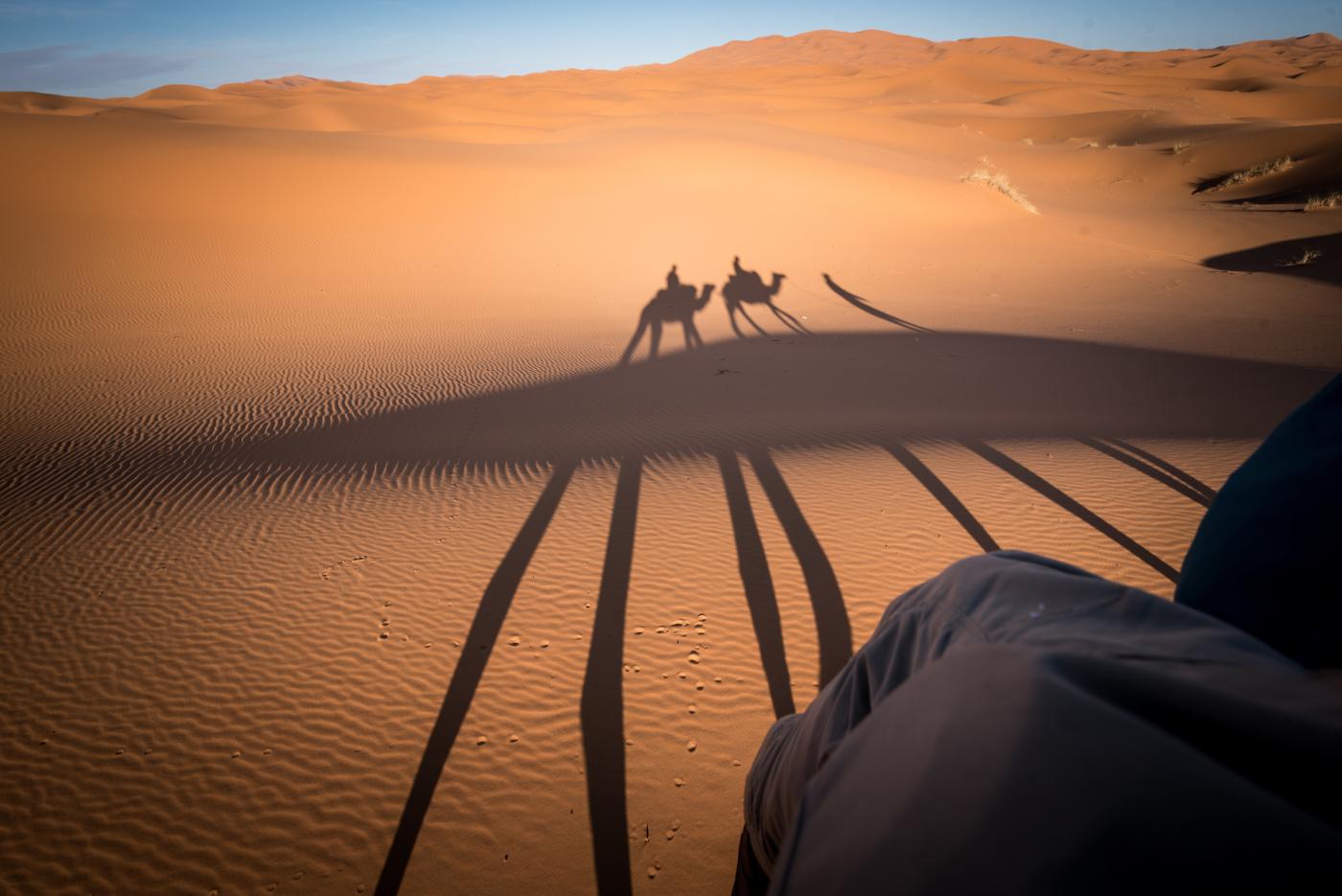 Shadows on camels in the desert sand
