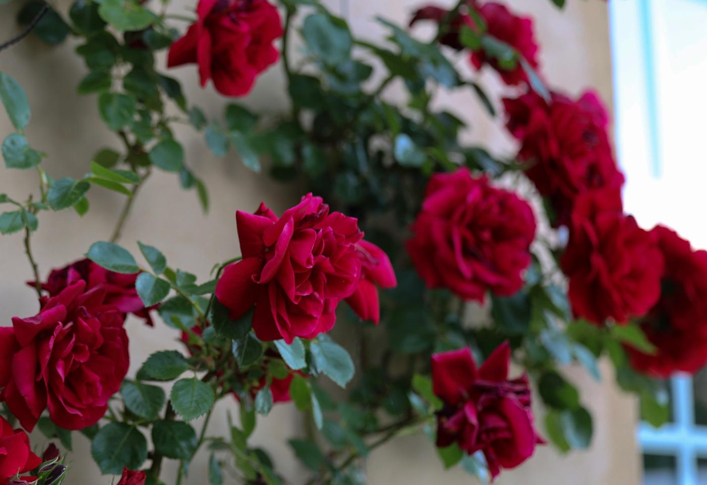 Red roses outside