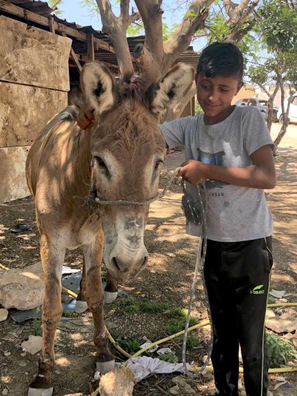 Boy with a donkey