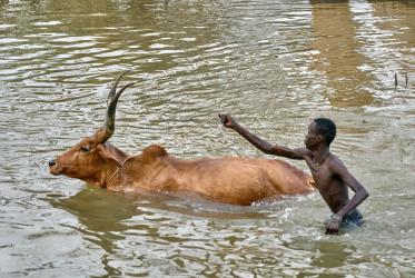 A man saves part of his cattle herd from flood waters