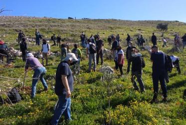 Some 30 people on a field planting olive trees. 
