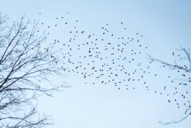 Flying Birds-Sky