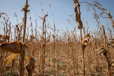 A failed crop of corn that died from lack of water, near Nacaome, southern Honduras.