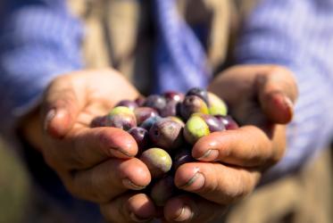 hands full of olives