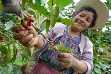 woman harvesting fruits